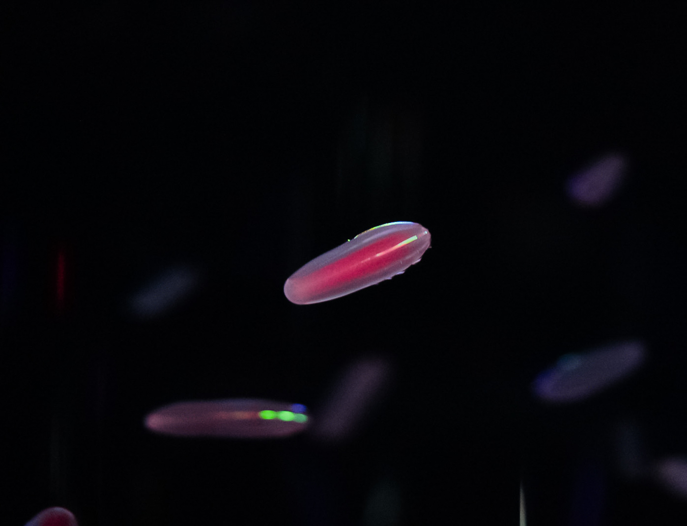 Abyssal Comb Jellies