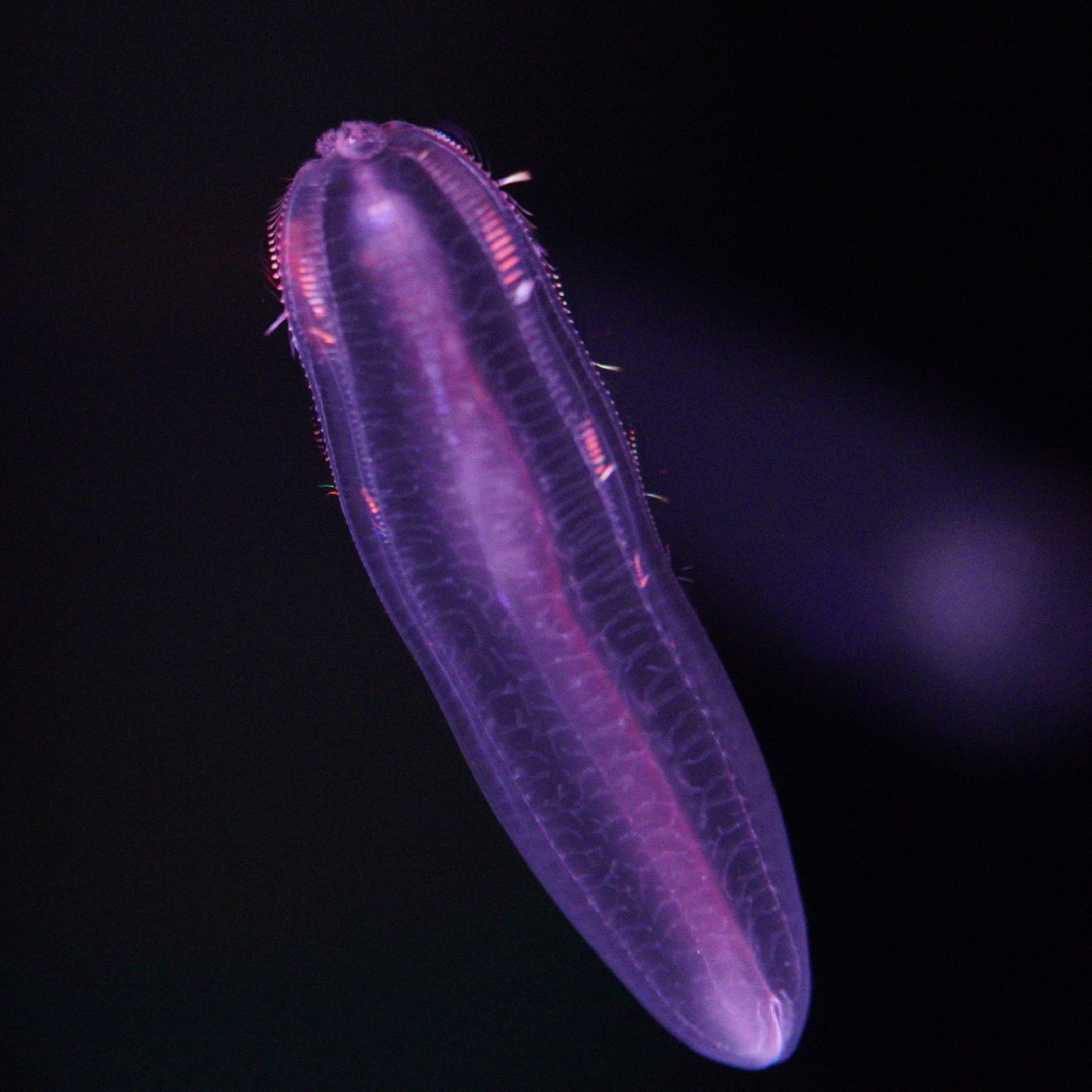 Abyssal Comb Jelly (Beroe Abyssicola)