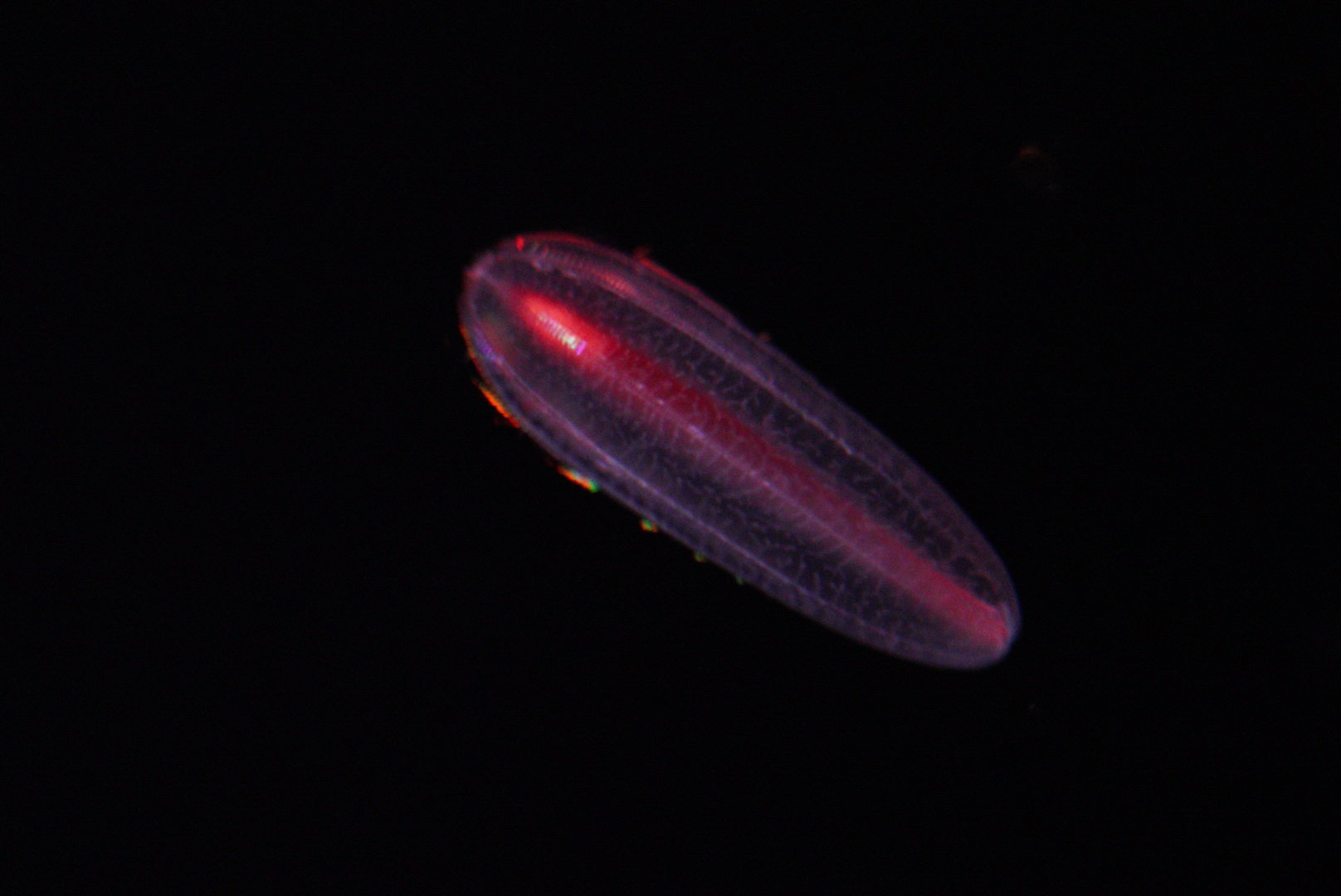 Abyssal Comb Jelly (Beroe Abyssicola)