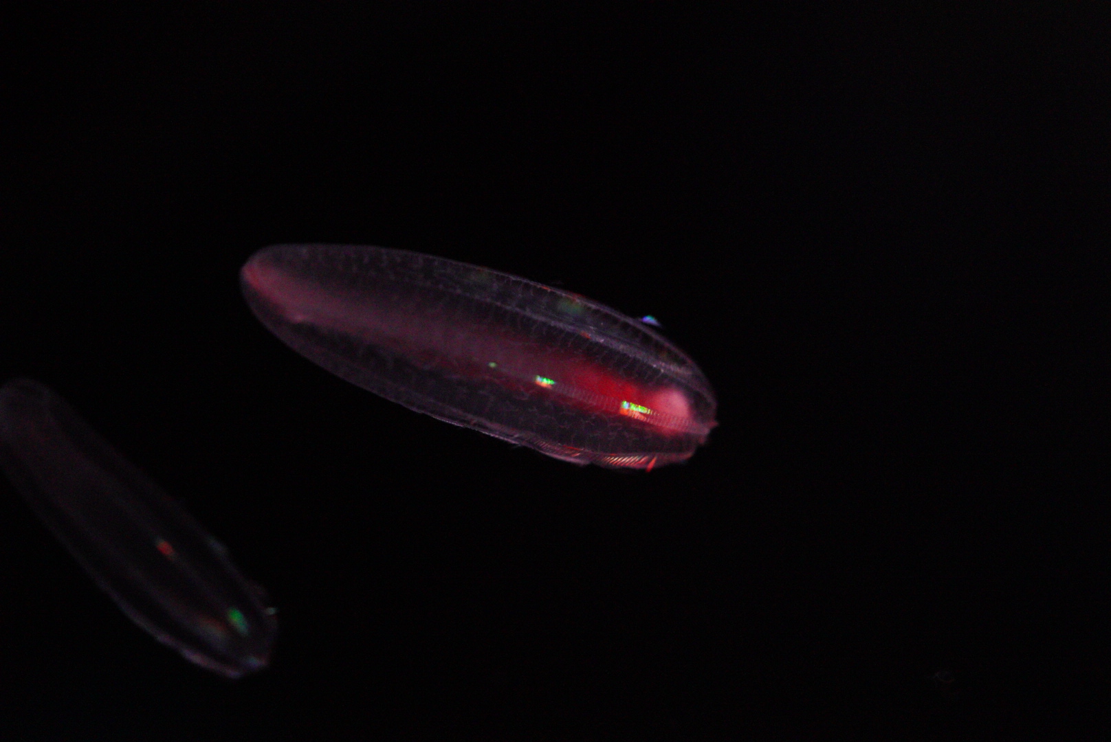 Abyssal Comb Jelly (Beroe Abyssicola)