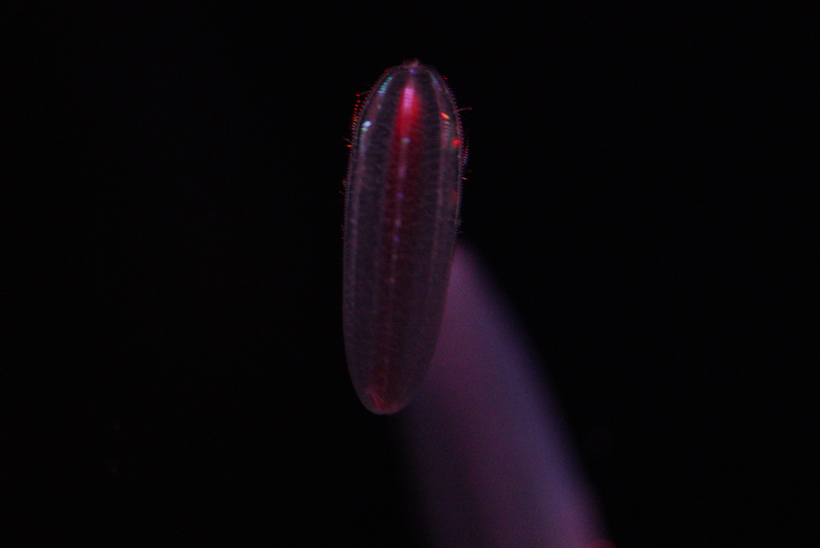 Abyssal Comb Jelly (Beroe Abyssicola)