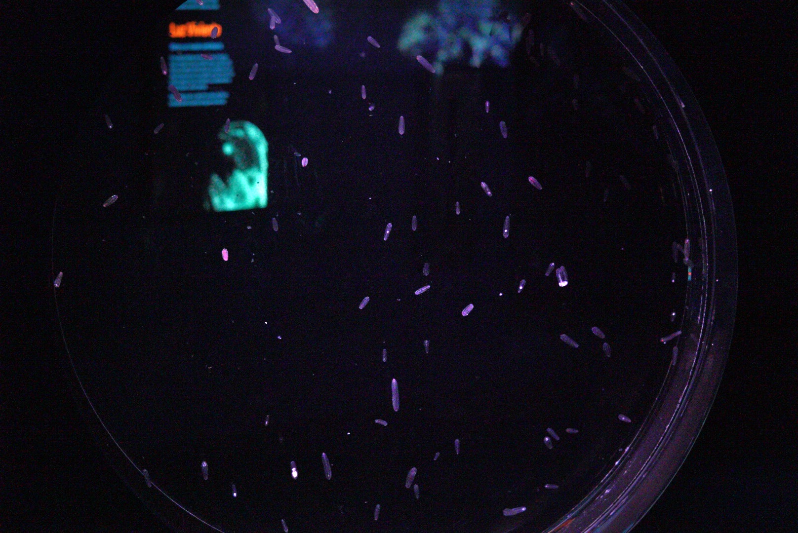 Abyssal Comb Jelly Tank (Beroe Abyssicola)