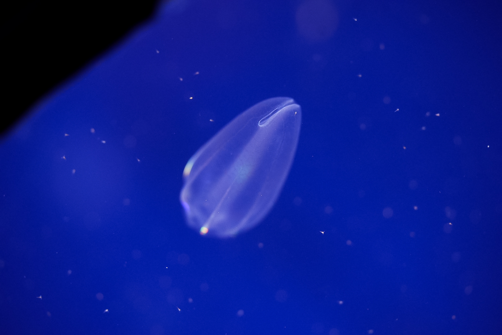 Abyssal Comb Jelly