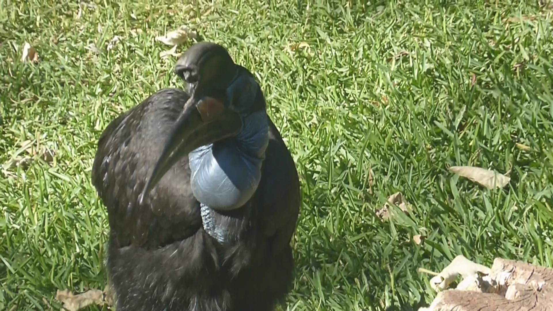 Abyssian ground hornbill
