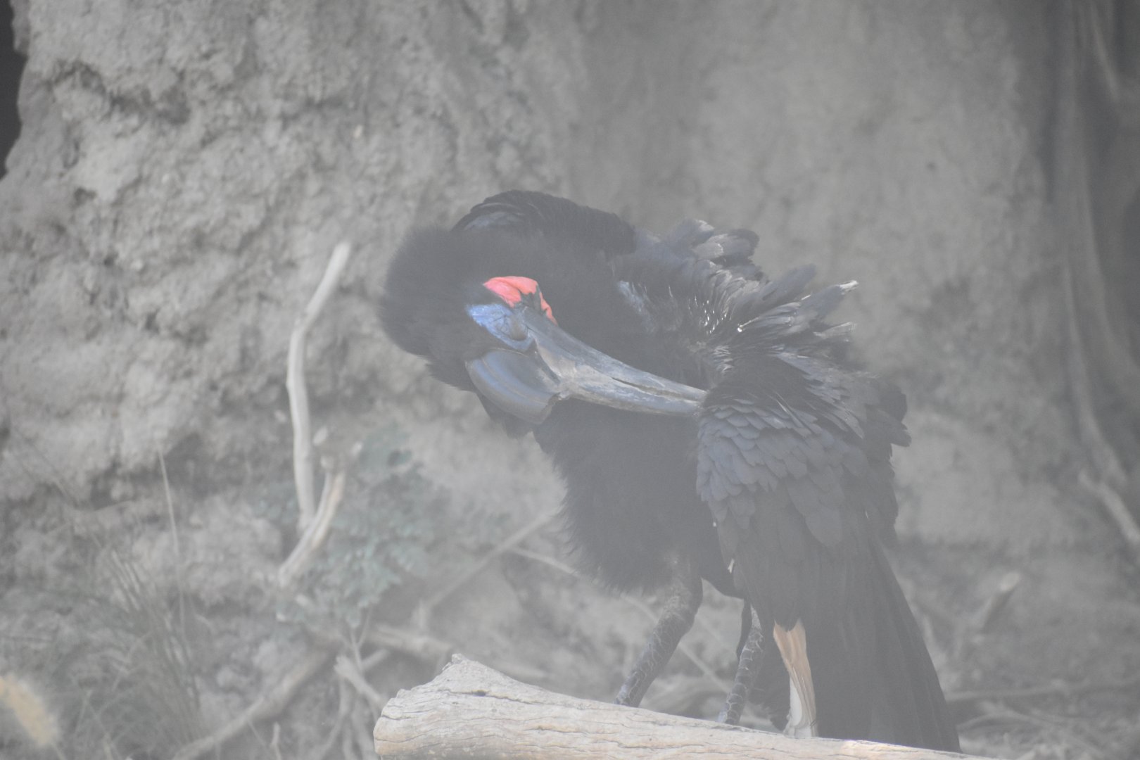 Abyssian Ground Hornbill
