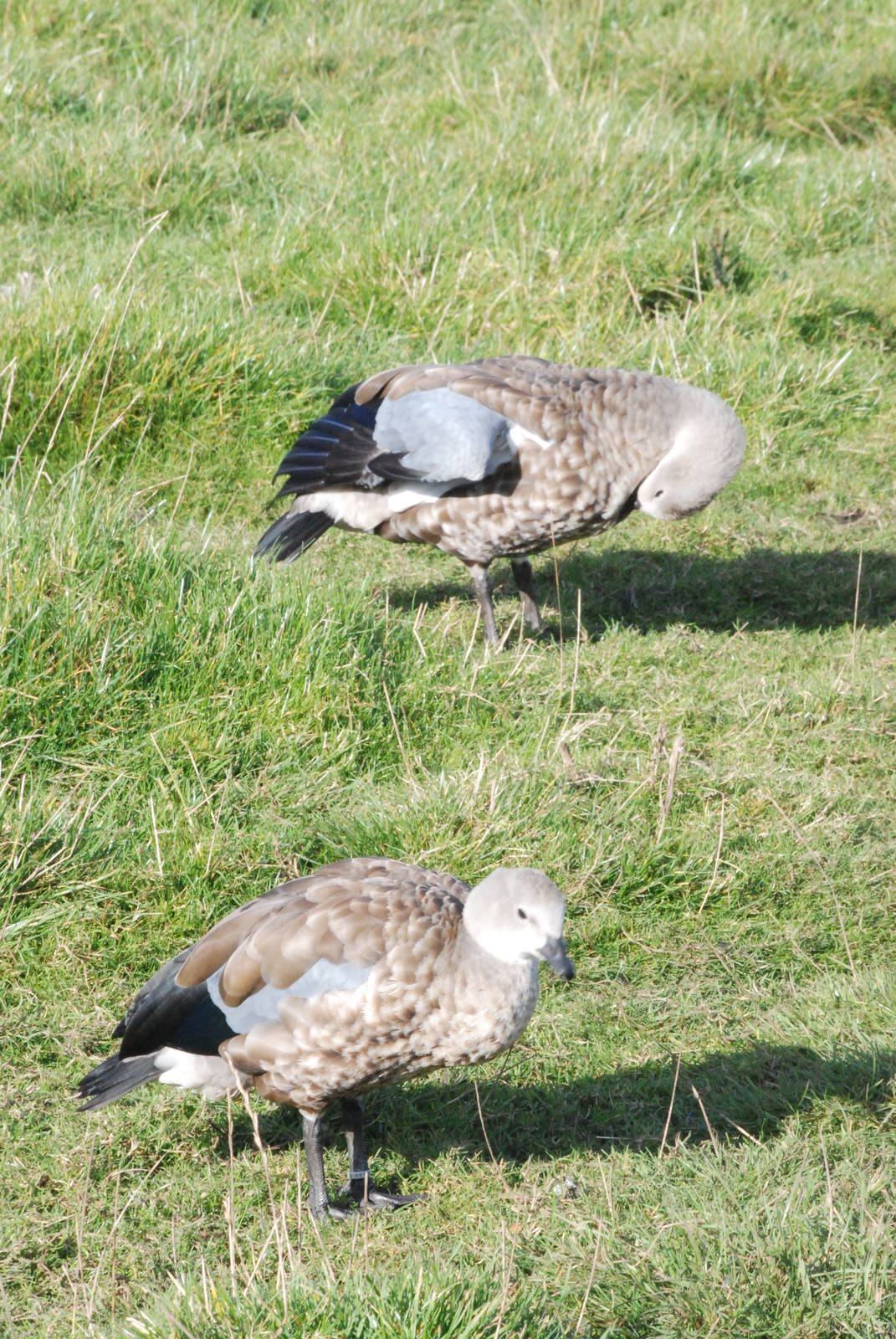 Abyssinian Blue-winged Geese at Blackbrook, 28/10/11