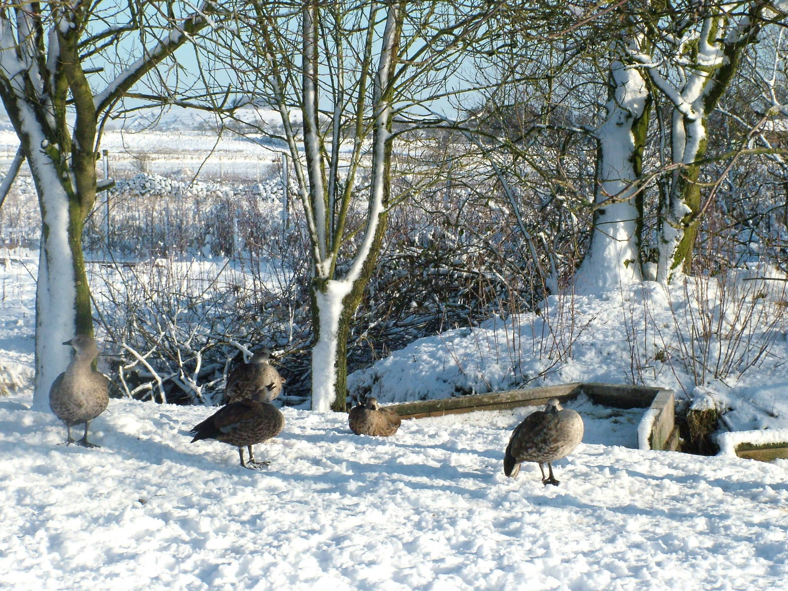 Abyssinian Blue-winged Geese, Blackbrook in the Snow, 03/01/10