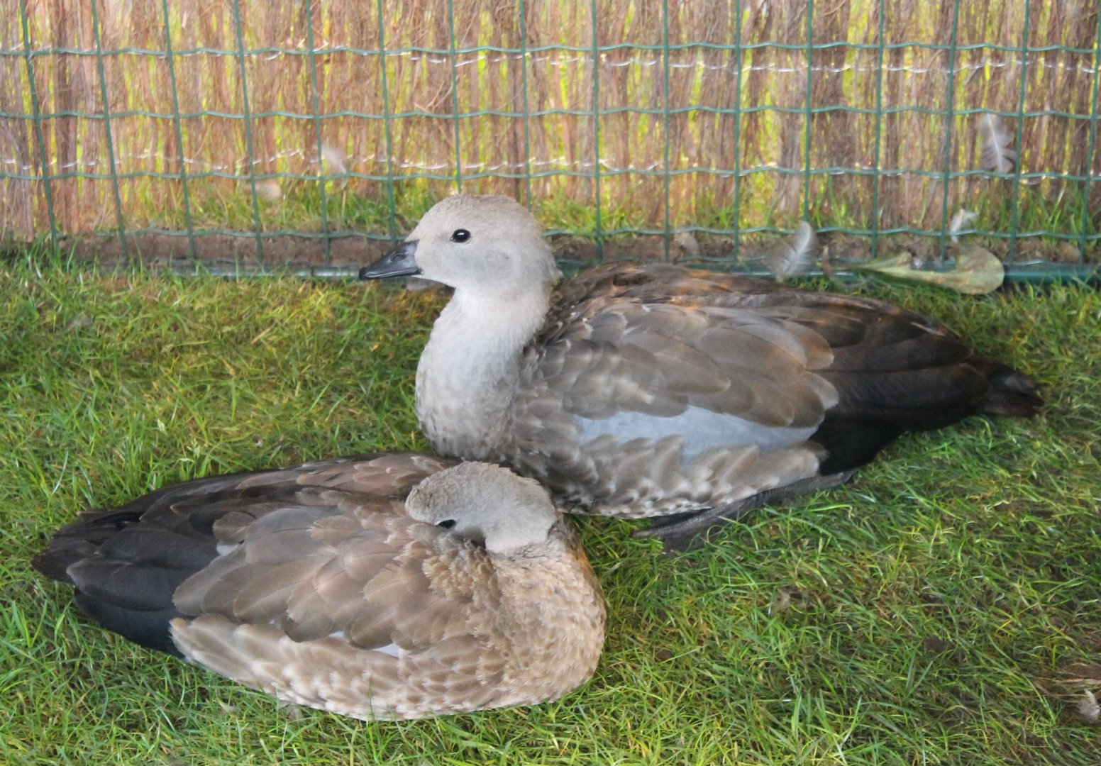 Abyssinian blue-winged Geese