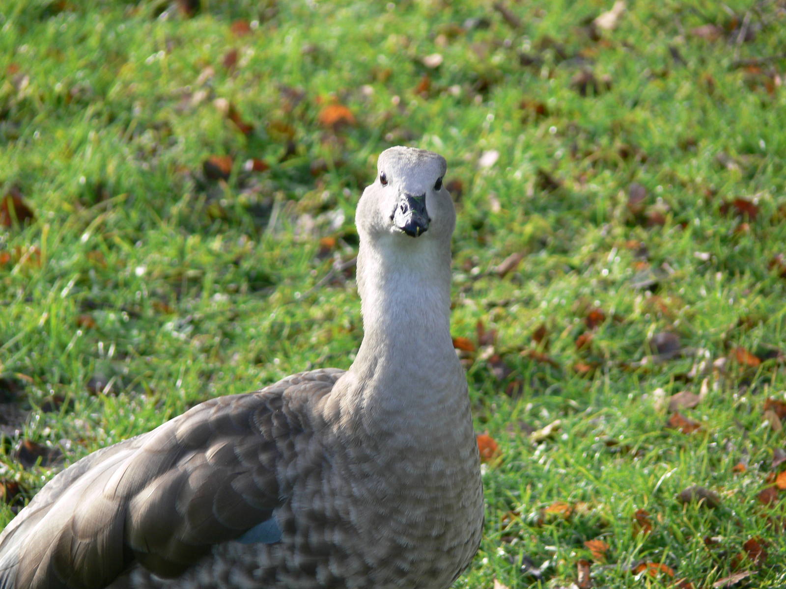 Abyssinian Blue-winged Goose at Martin Mere WWT 08/12/12