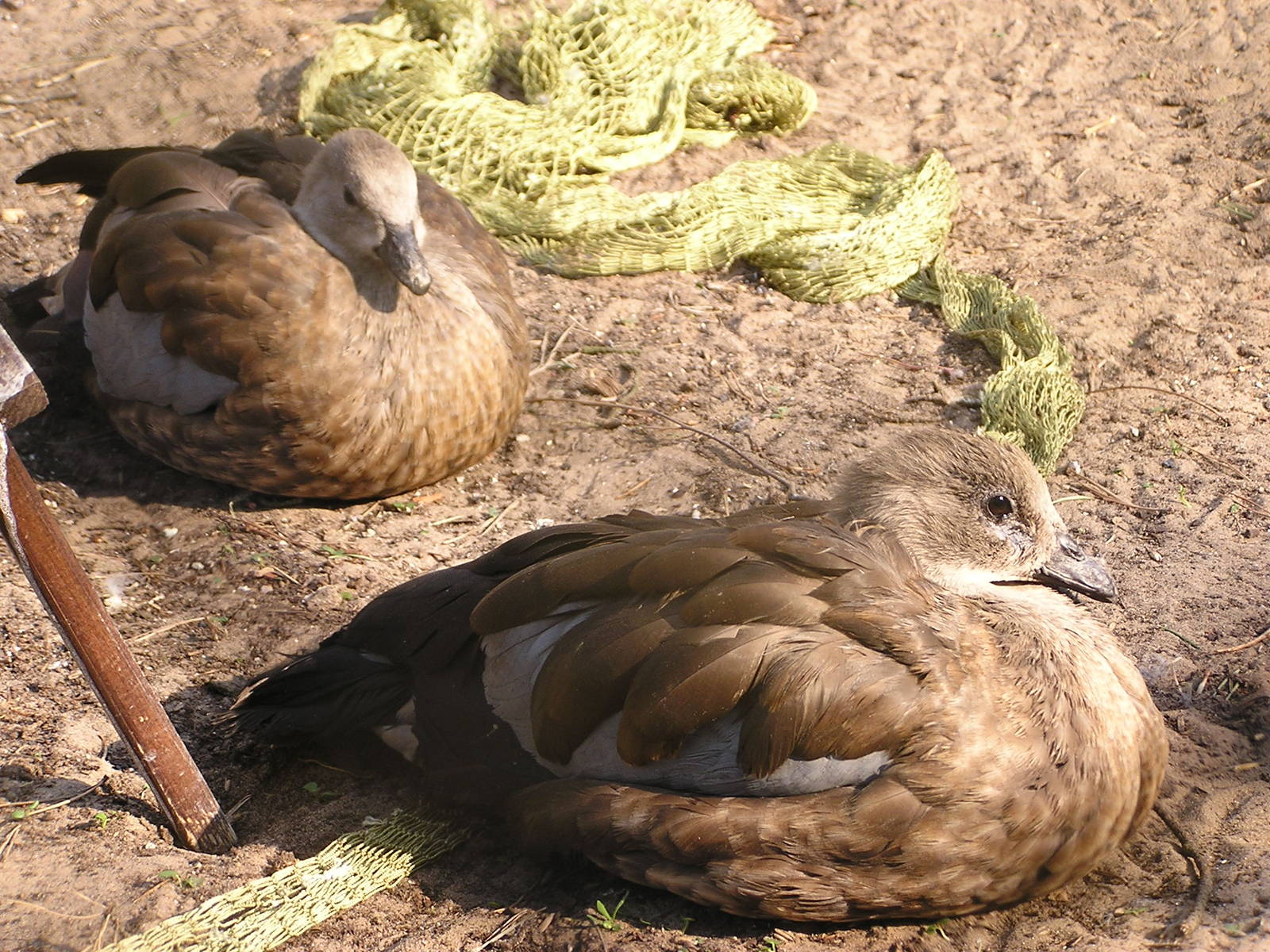 Abyssinian blue-winged goose/ Cyanochen cyanopterus