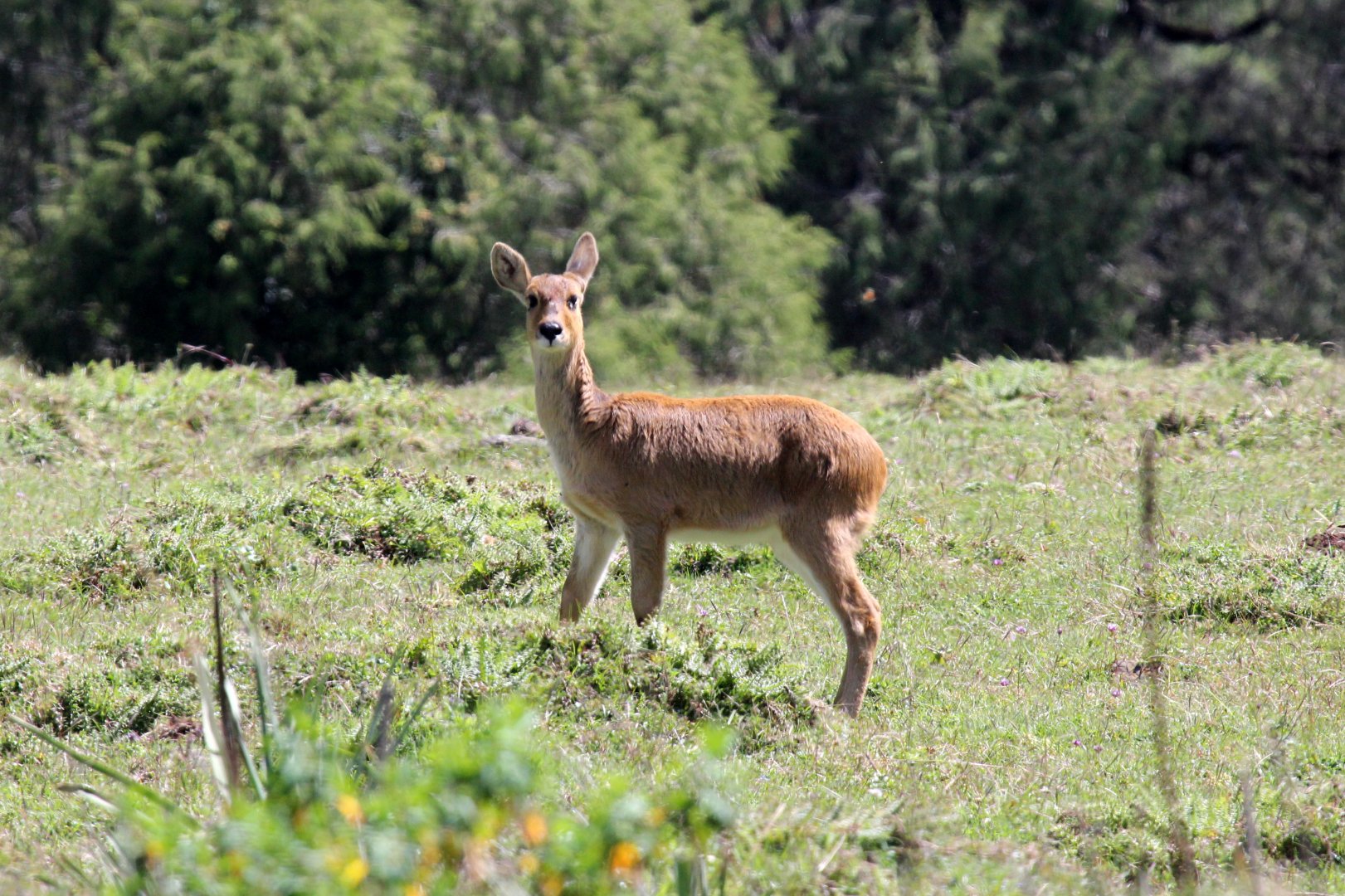 Abyssinian bohor reedbuck (Redunca redunca bohor) female