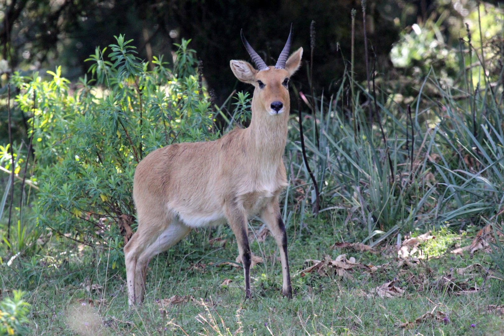 Abyssinian bohor reedbuck (Redunca redunca bohor) male