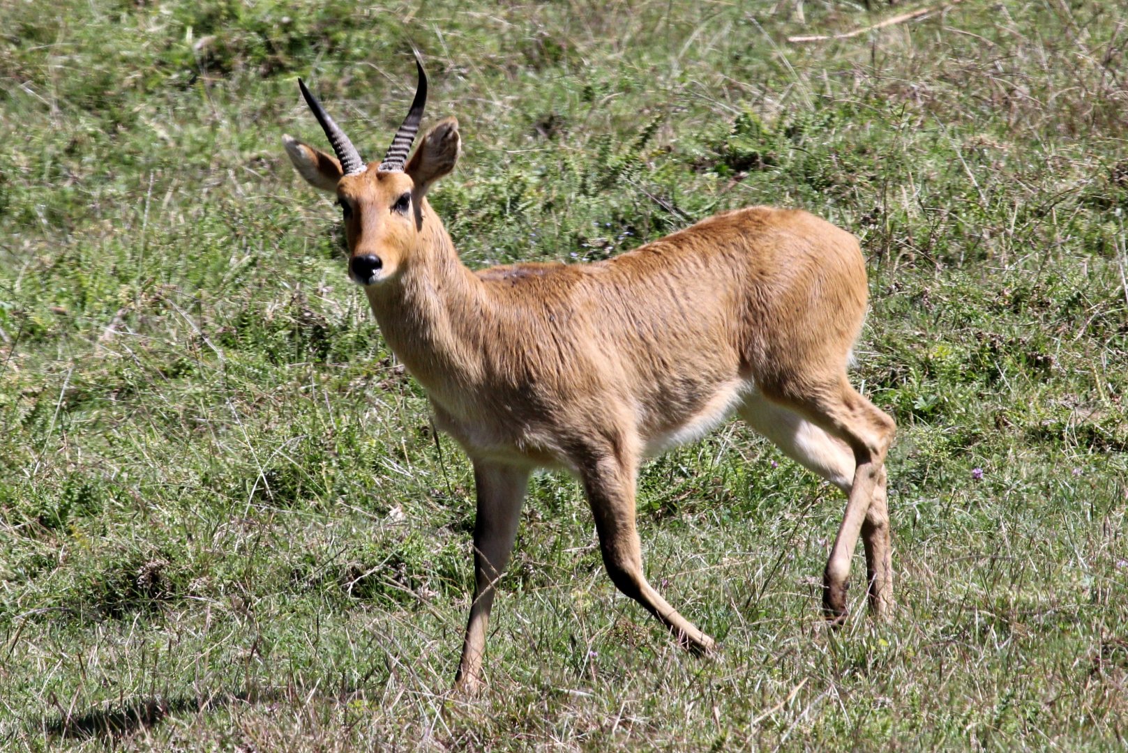 Abyssinian bohor reedbuck (Redunca redunca bohor) male