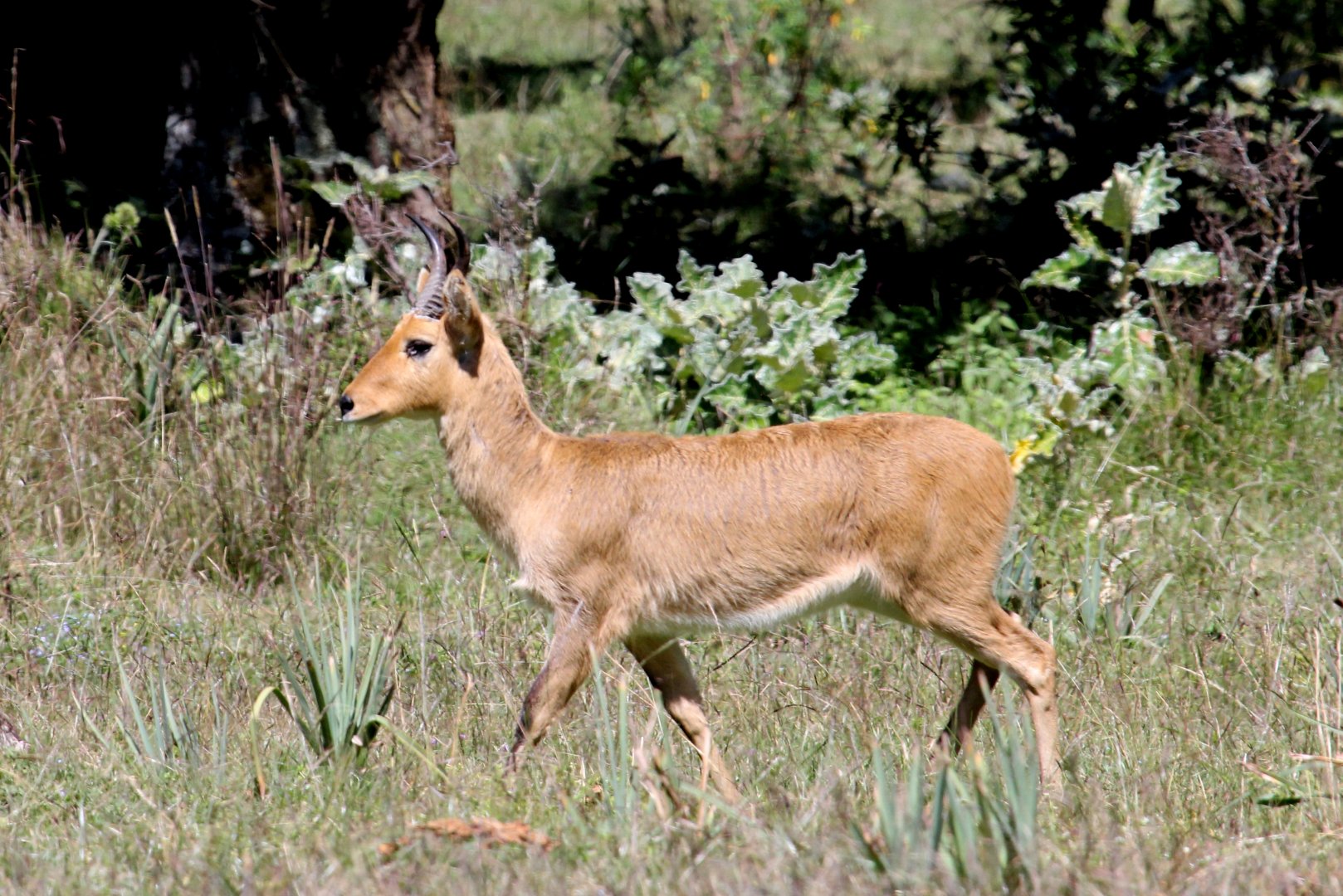 Abyssinian bohor reedbuck (Redunca redunca bohor) male