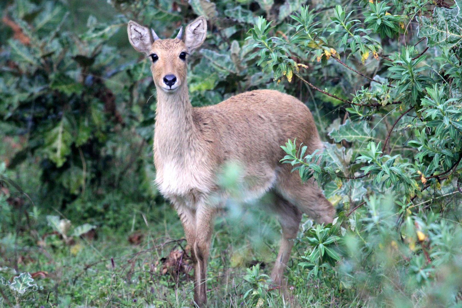 Abyssinian bohor reedbuck (Redunca redunca bohor) young male