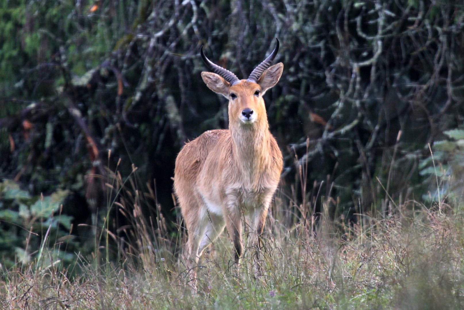 Abyssinian bohor reedbuck (Redunca redunca bohor)