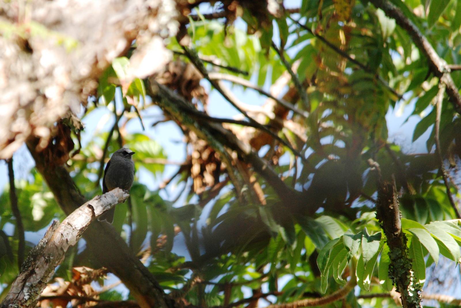 Abyssinian Catbird in Bale Mountains NP, 16/10/14