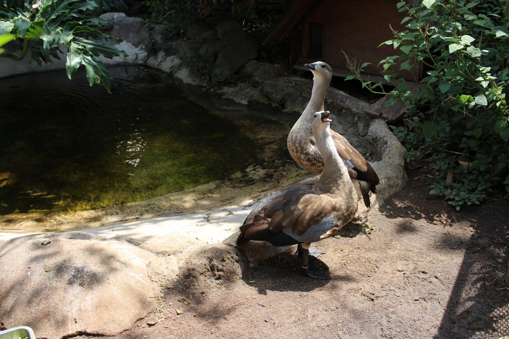 Abyssinian Geese