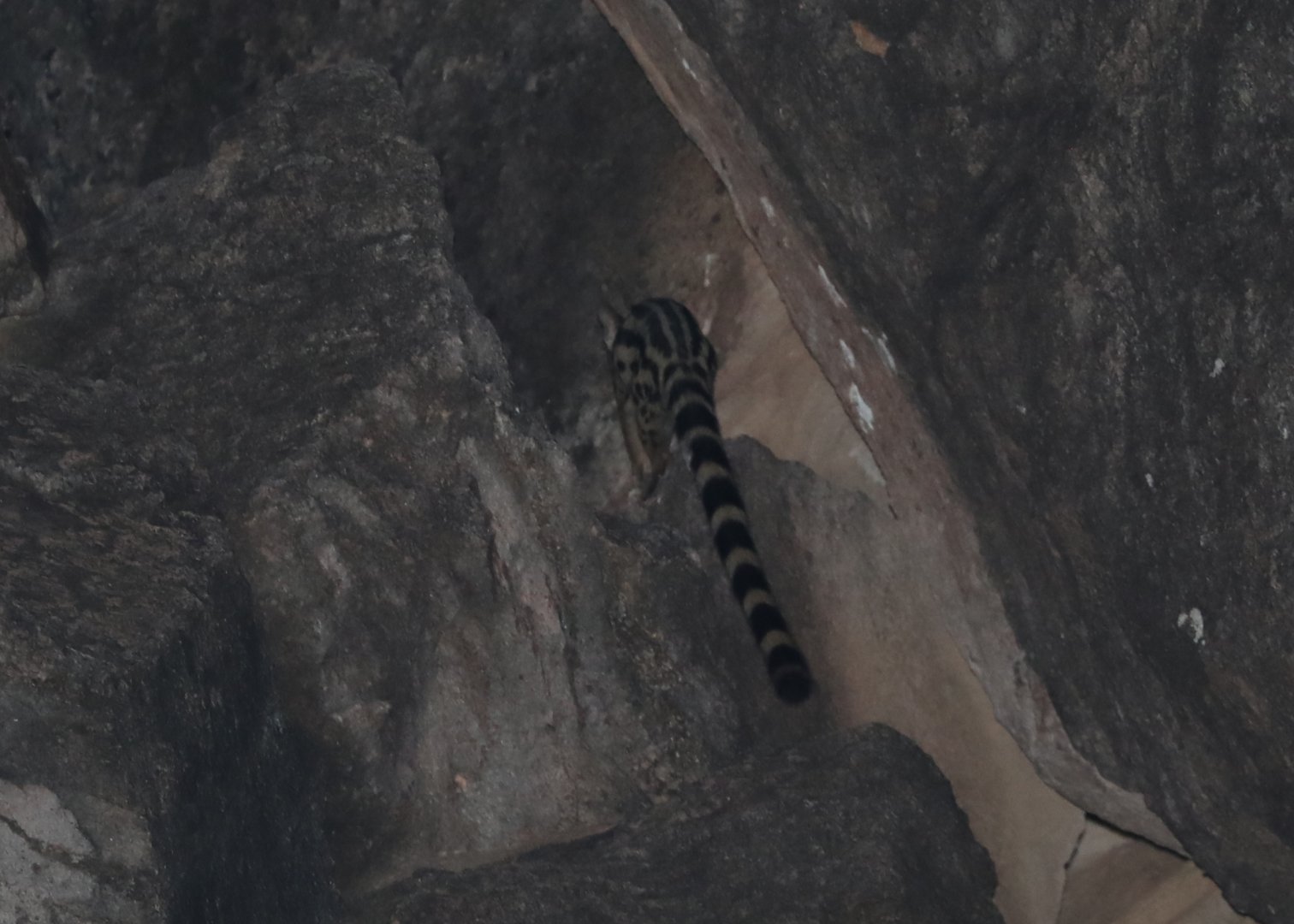 Abyssinian Genet (Genetta abyssinica)