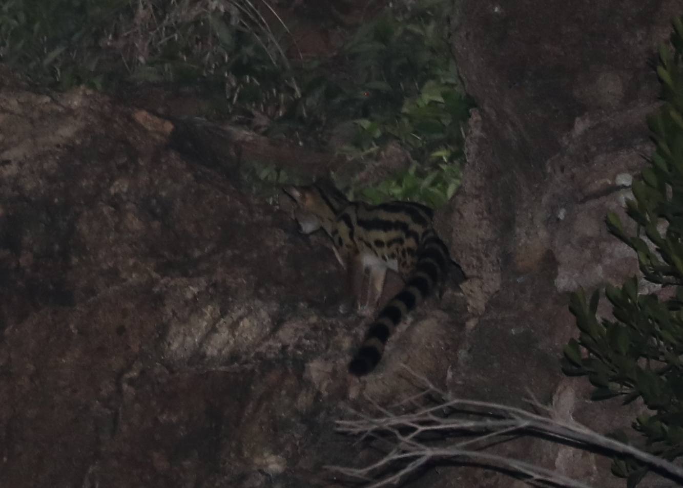 Abyssinian Genet (Genetta abyssinica)