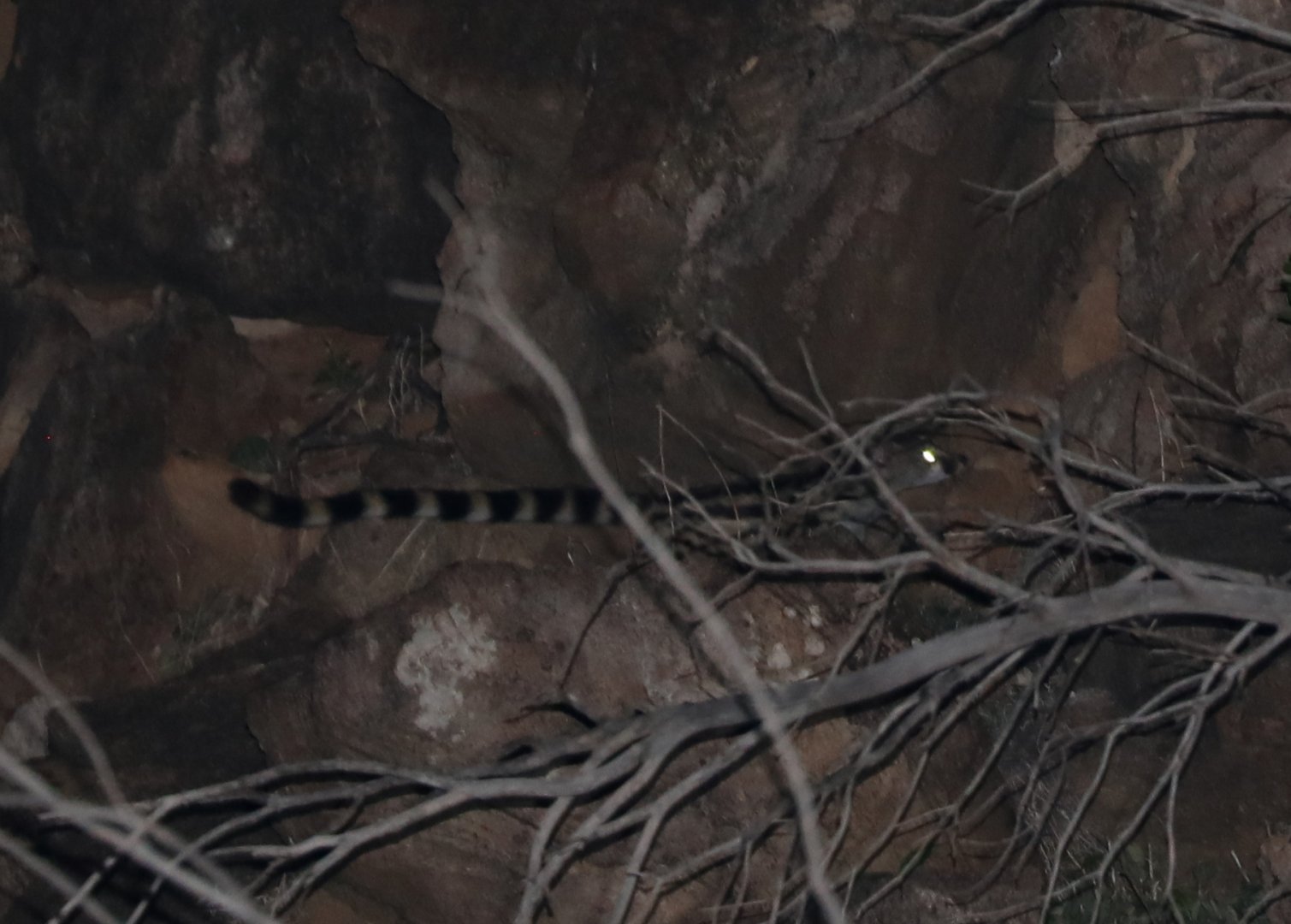 Abyssinian Genet (Genetta abyssinica)