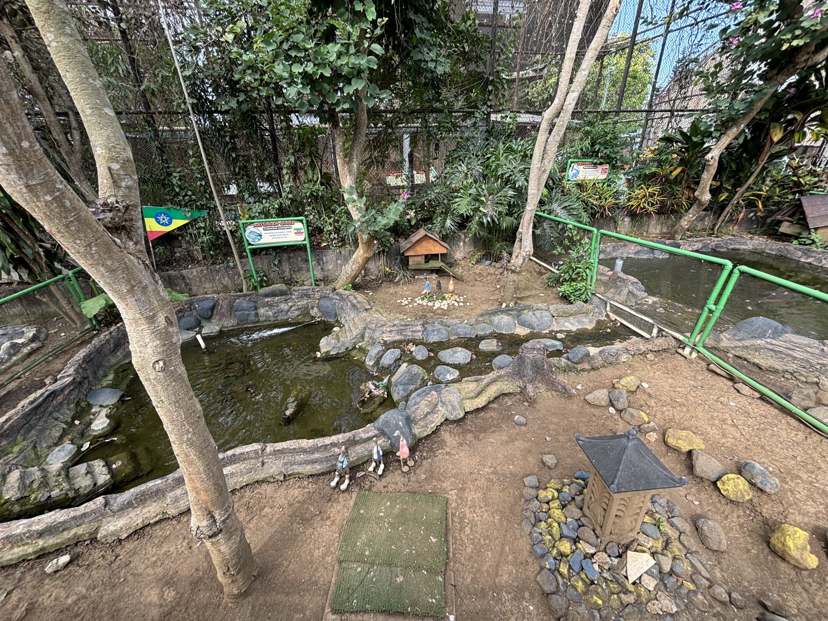 Abyssinian Goose Exhibit
