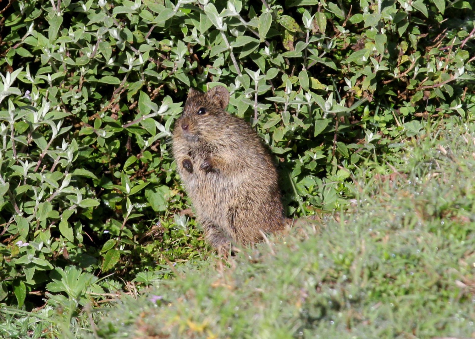 Abyssinian grass rat (Arvicanthis abyssinicus)