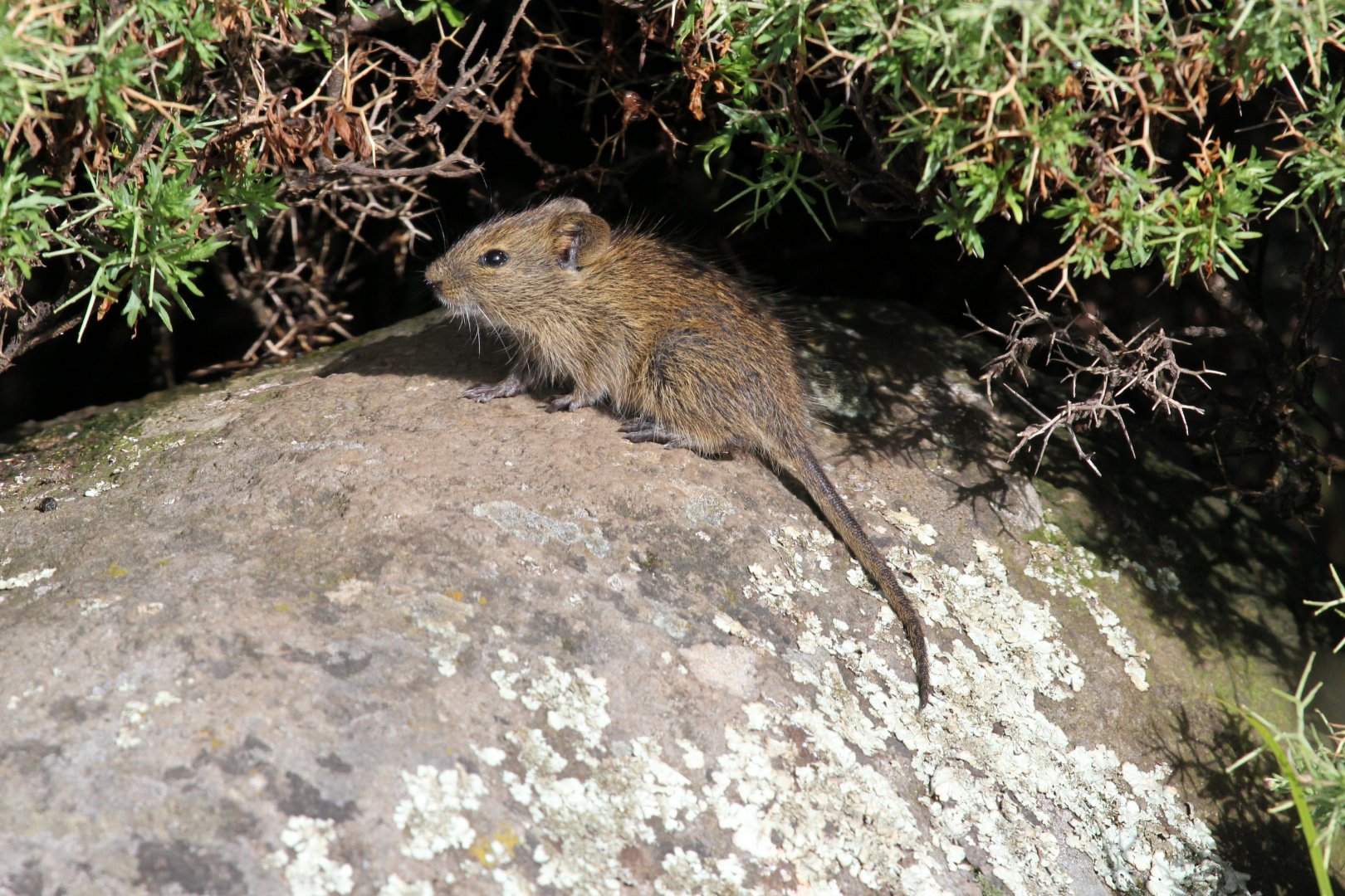 Abyssinian grass rat (Arvicanthis abyssinicus)
