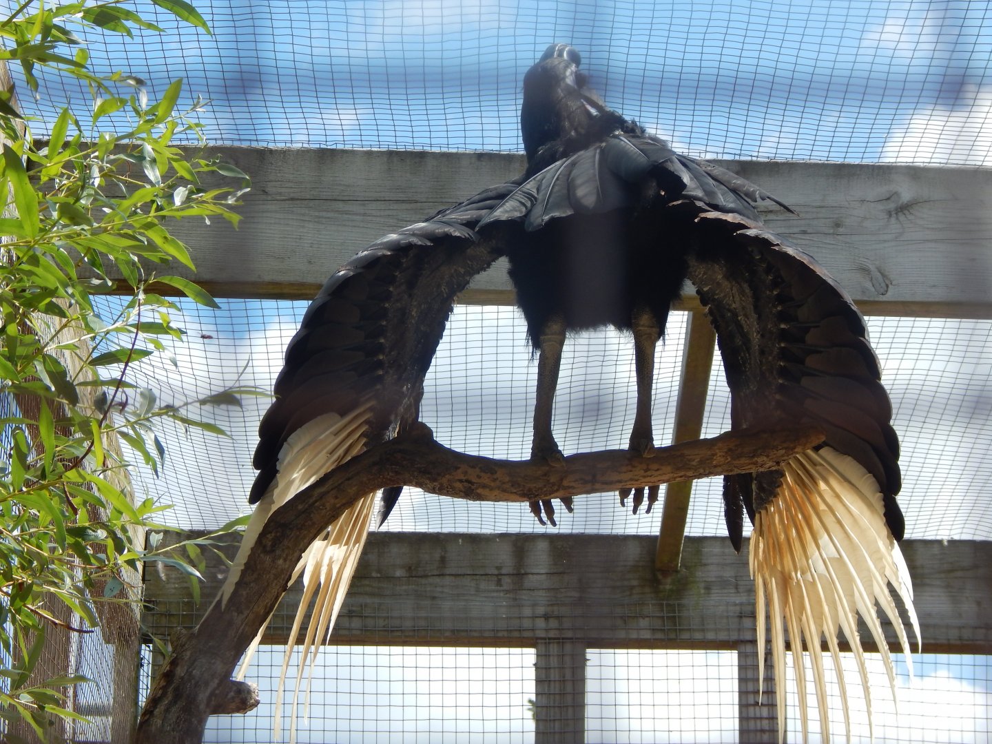 Abyssinian ground hornbill 030821
