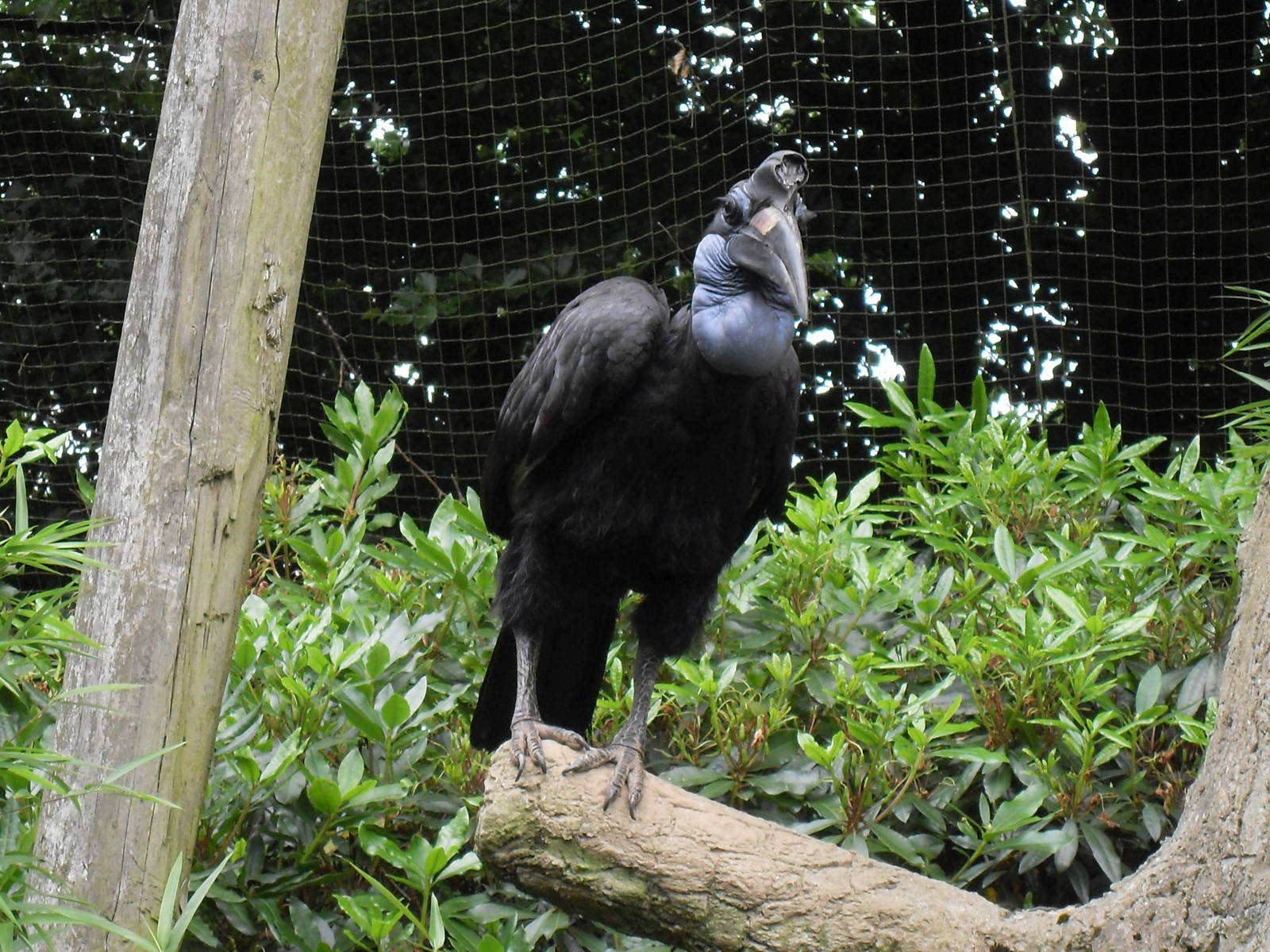abyssinian ground hornbill 07/10