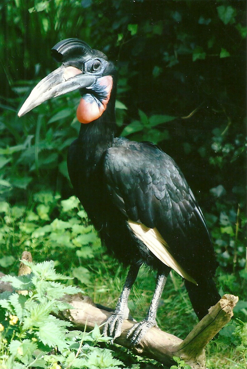 Abyssinian Ground Hornbill 14th September 2012