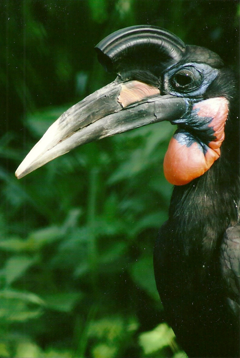 Abyssinian Ground Hornbill 14th September 2012