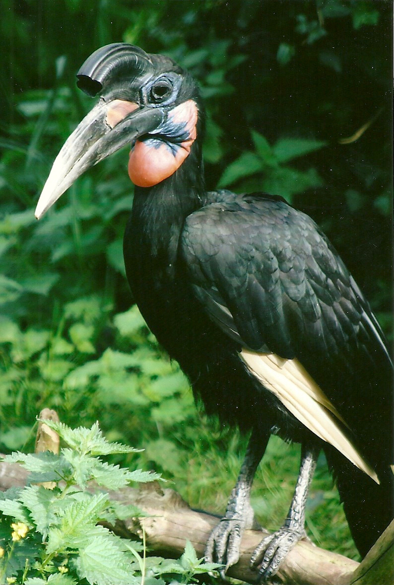 Abyssinian Ground Hornbill 14th September 2012