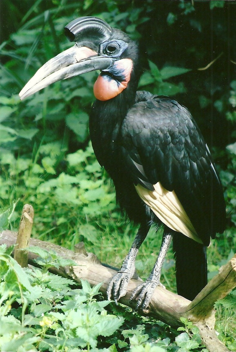 Abyssinian Ground Hornbill 14th September 2012