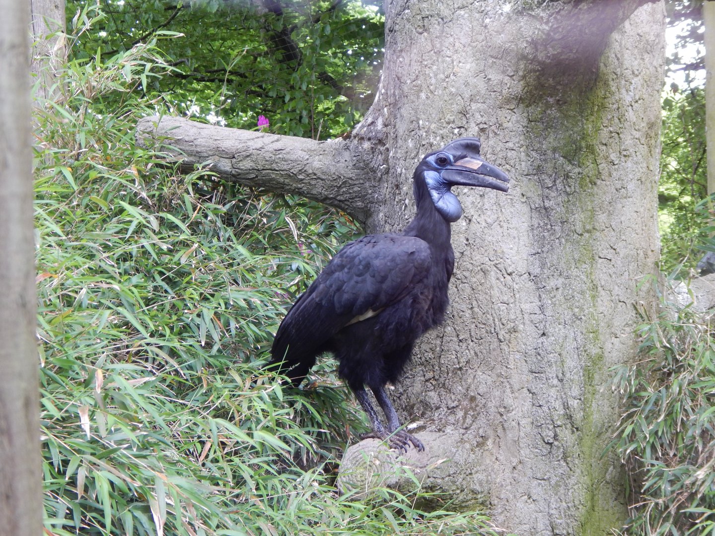 Abyssinian ground hornbill 150522