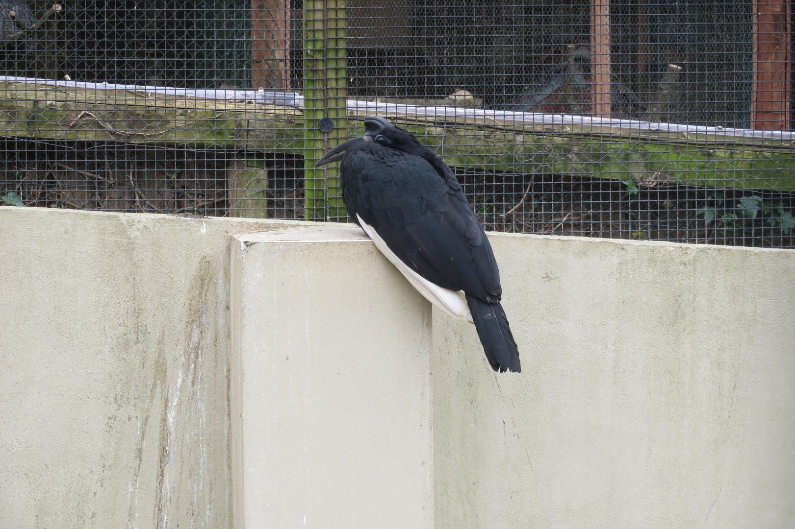 Abyssinian ground hornbill 190219