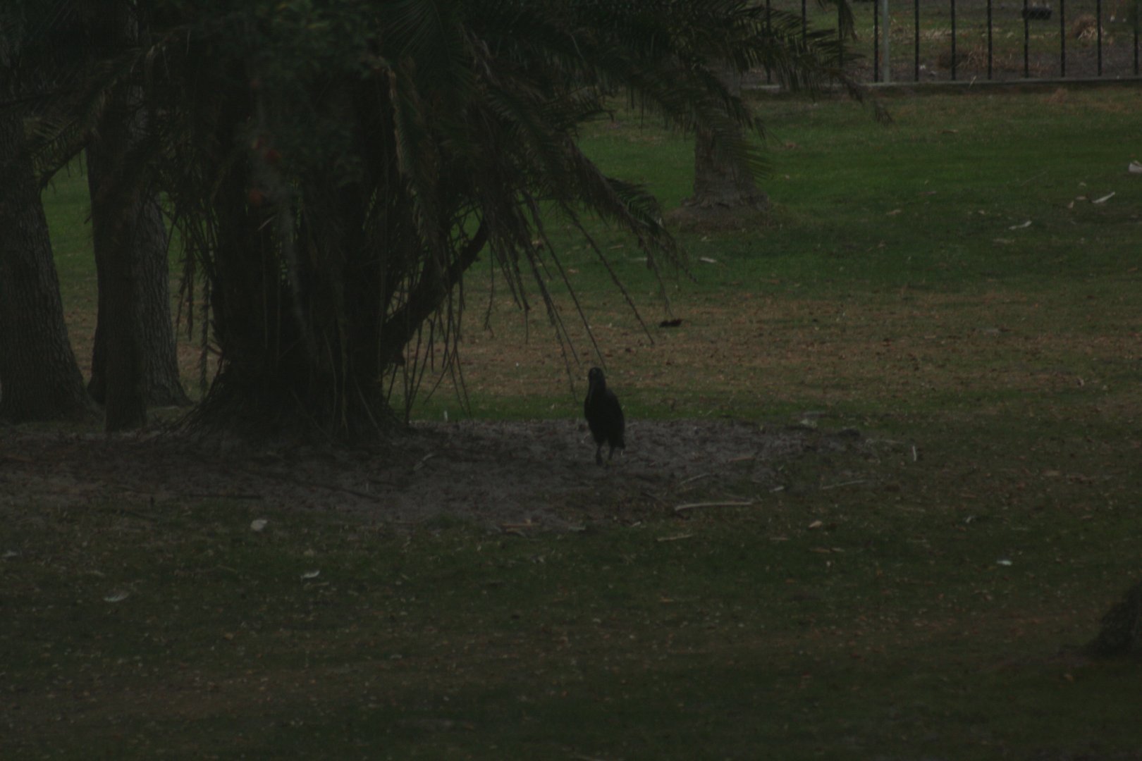 Abyssinian Ground Hornbill(2/16/25)