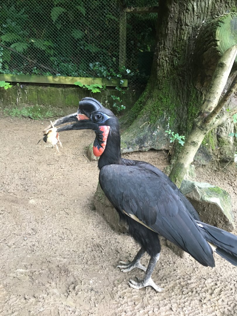 Abyssinian ground hornbill 300617