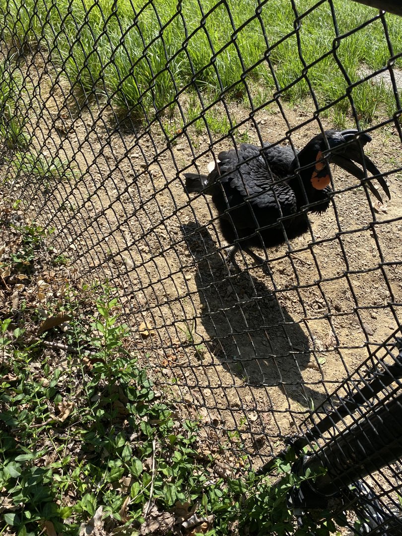 Abyssinian Ground Hornbill 7-11-2023
