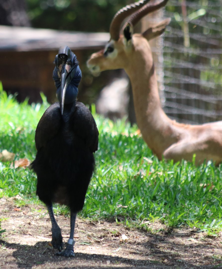 Abyssinian Ground Hornbill and Gerenuk