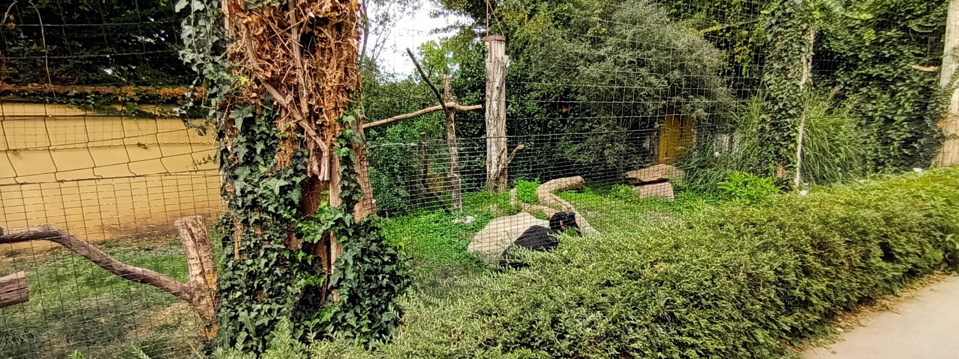 Abyssinian ground Hornbill and Hooded Vulture Aviary