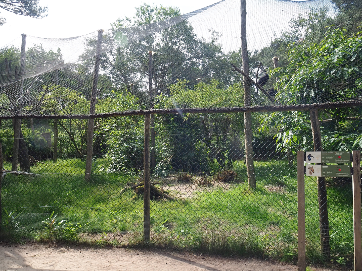 Abyssinian ground hornbill and Kirk's dik-dik aviary, 2022-06-12
