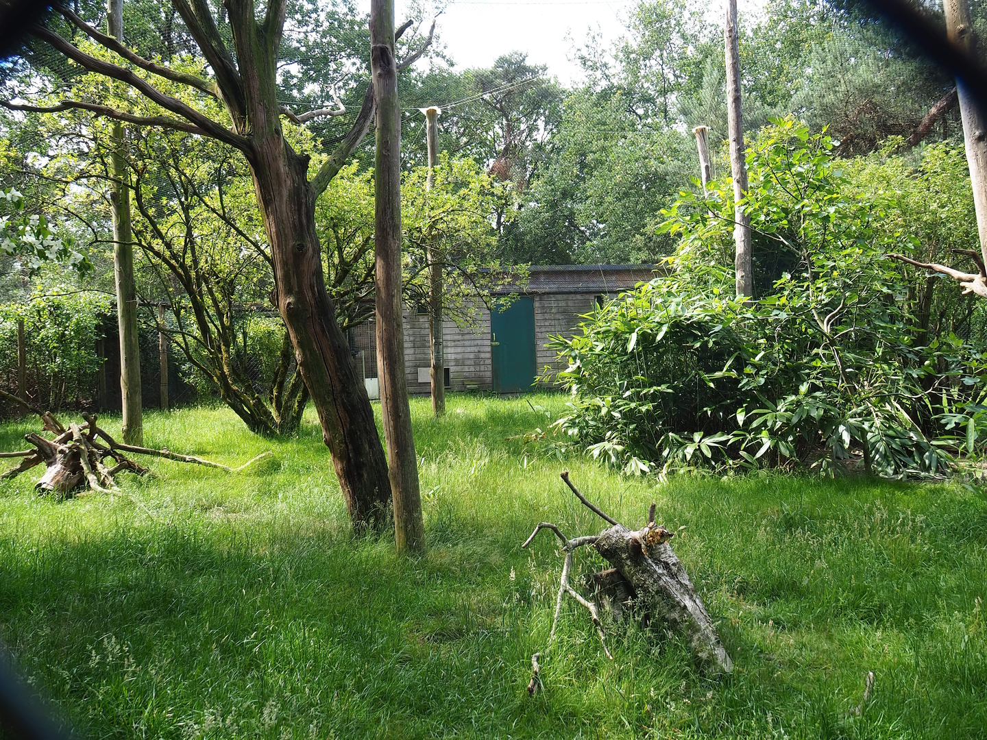 Abyssinian ground hornbill and Kirk's dik-dik aviary, 2022-06-12