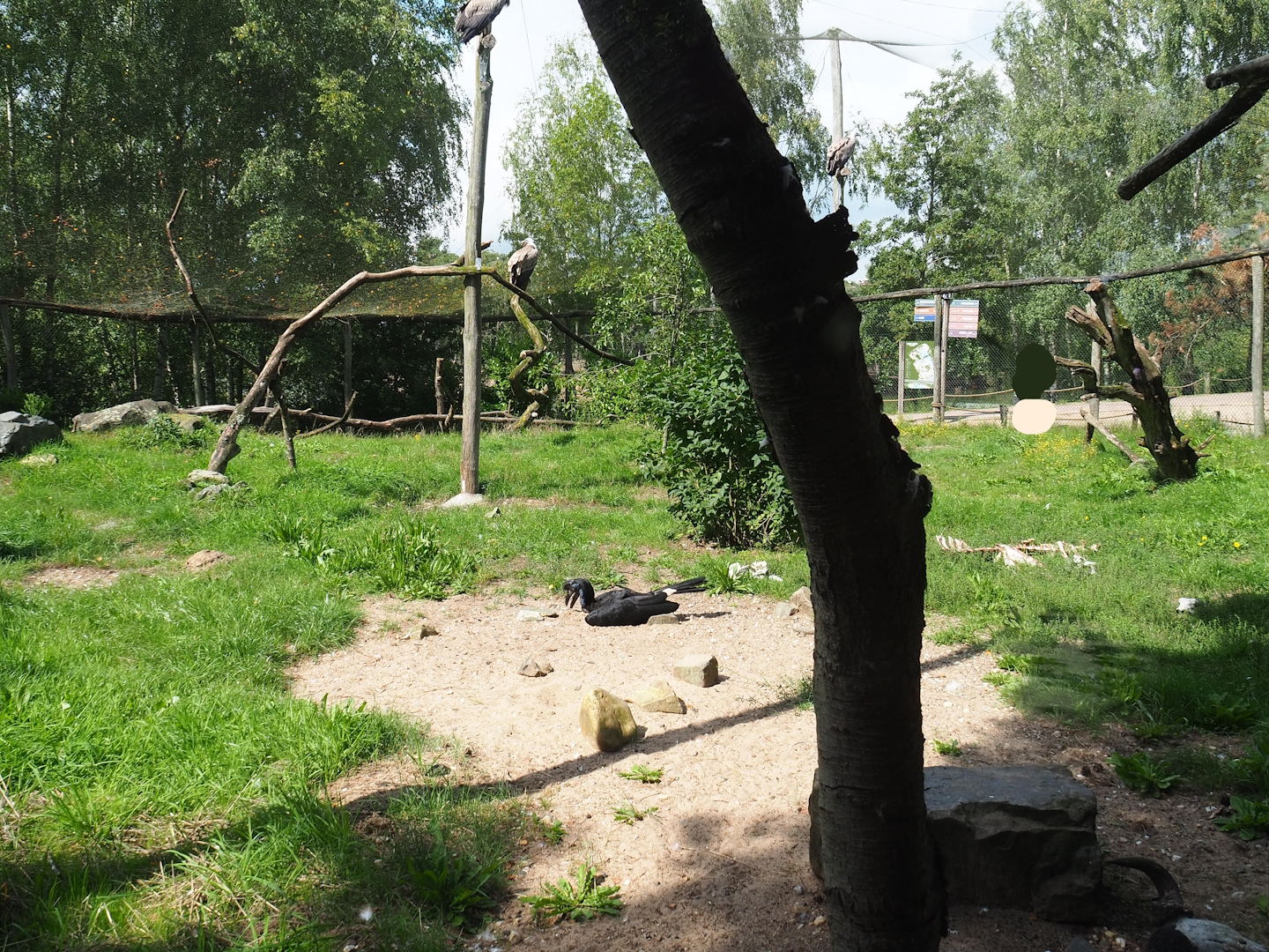 Abyssinian ground hornbill and Western Eurasian griffon vulture aviary, 2023-08-15