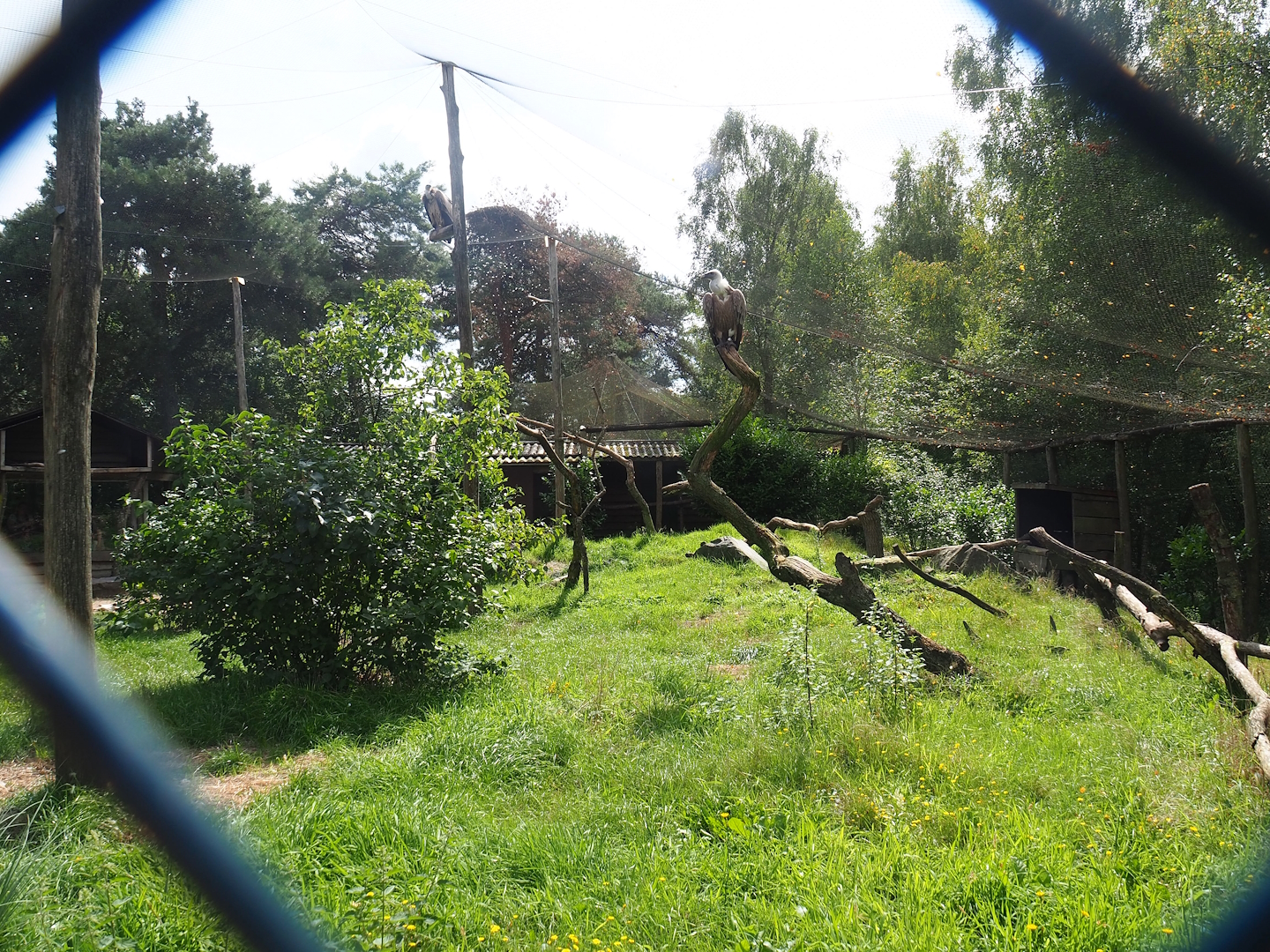Abyssinian ground hornbill and Western Eurasian griffon vulture aviary, 2023-08-15