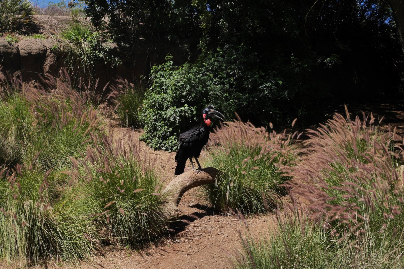 Abyssinian Ground Hornbill at African Outpost - My First Us Zoo Trip