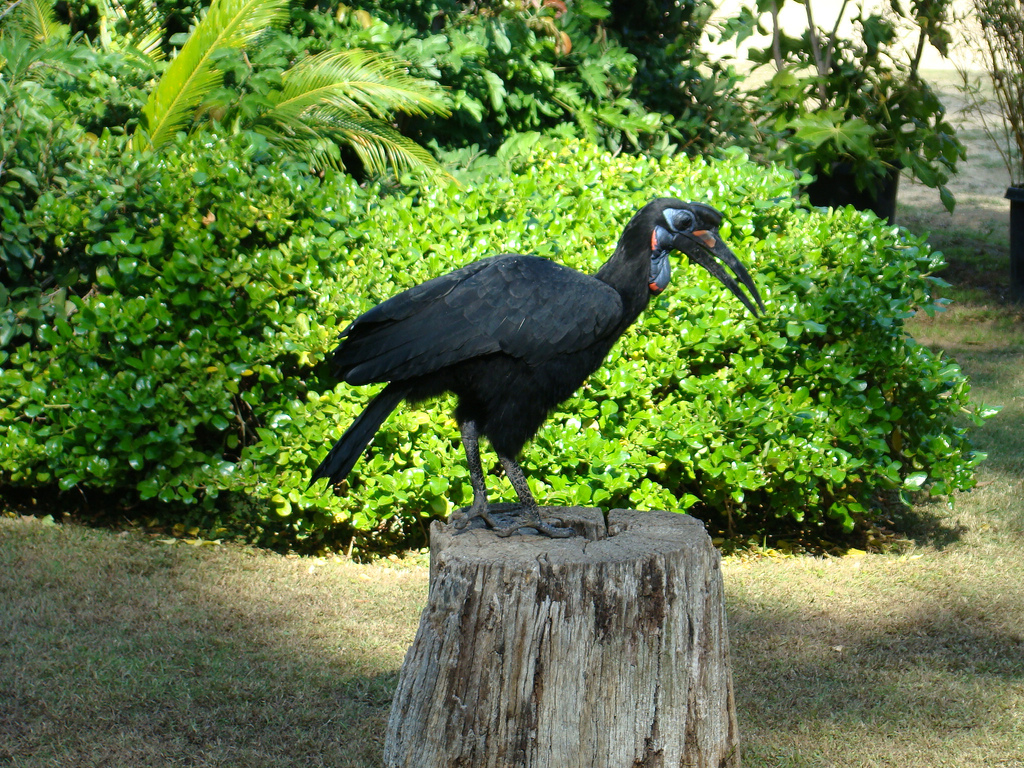 Abyssinian Ground Hornbill at the Los Angeles Zoo