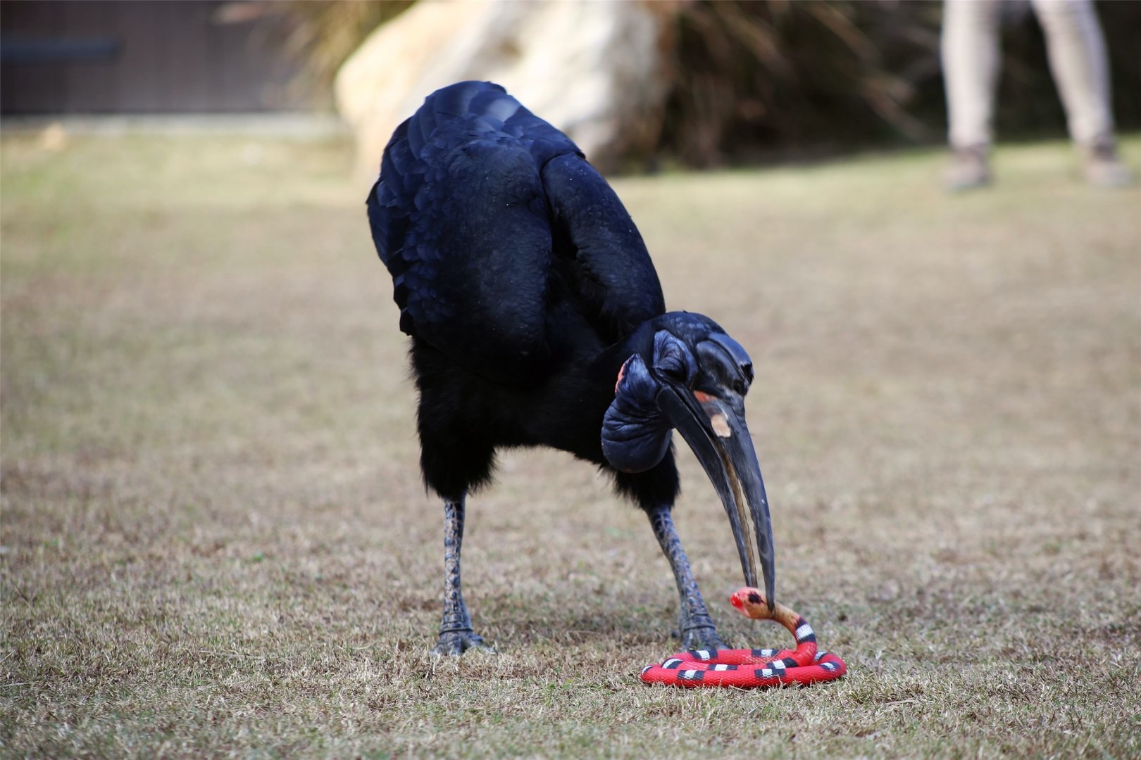 Abyssinian ground hornbill attacking a fake snake
