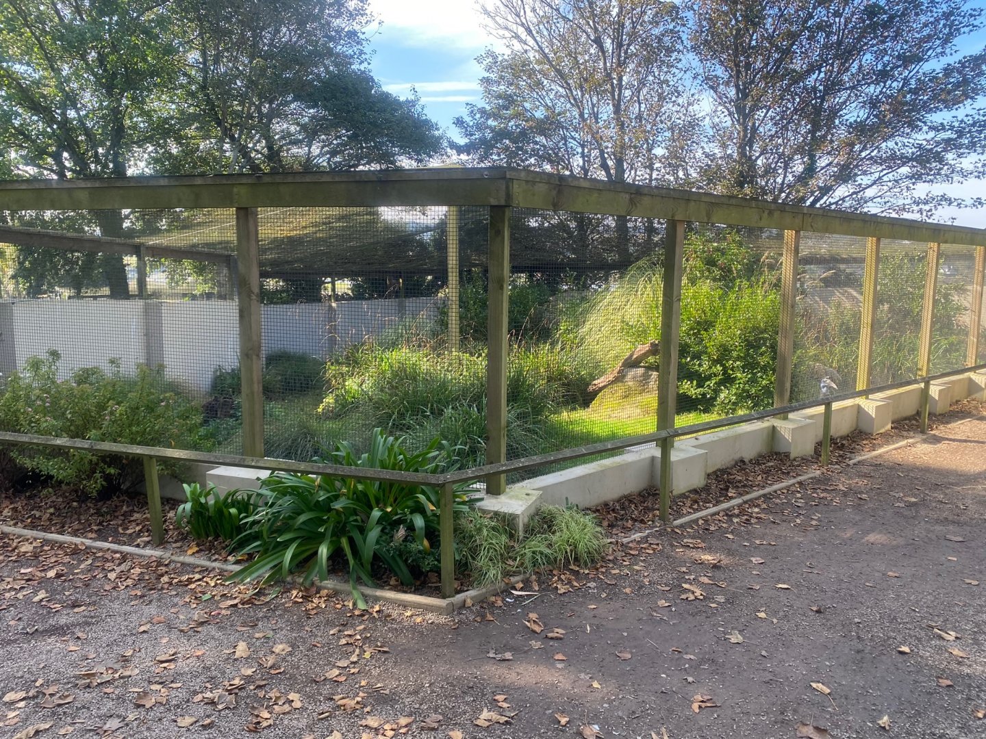 Abyssinian ground hornbill aviary 081023