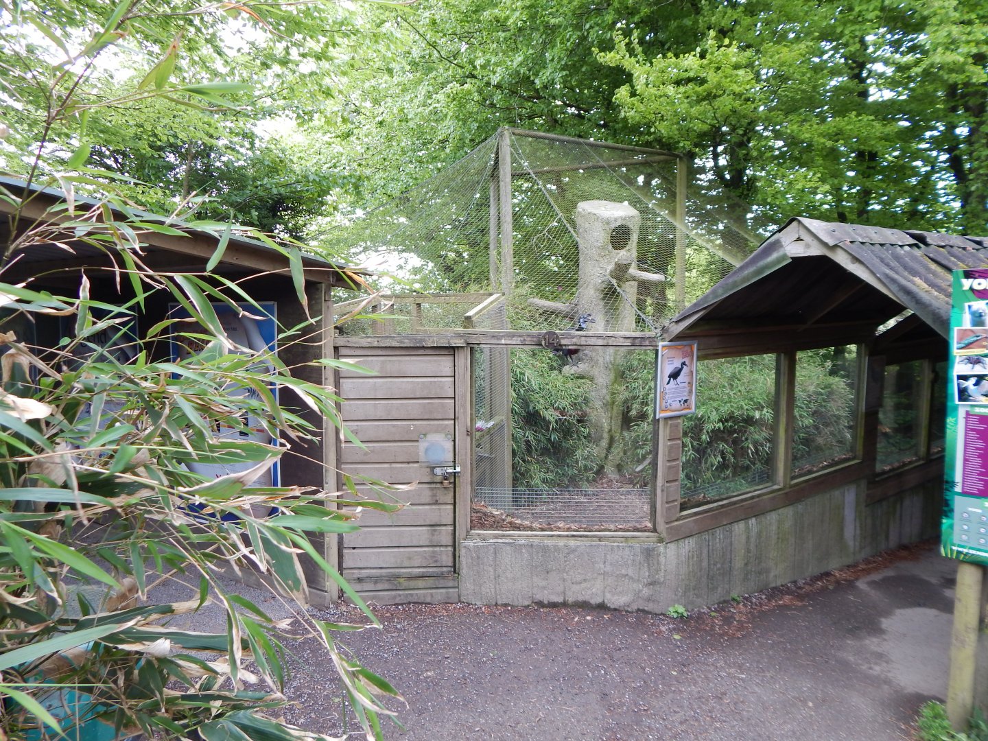 Abyssinian ground hornbill aviary 150522